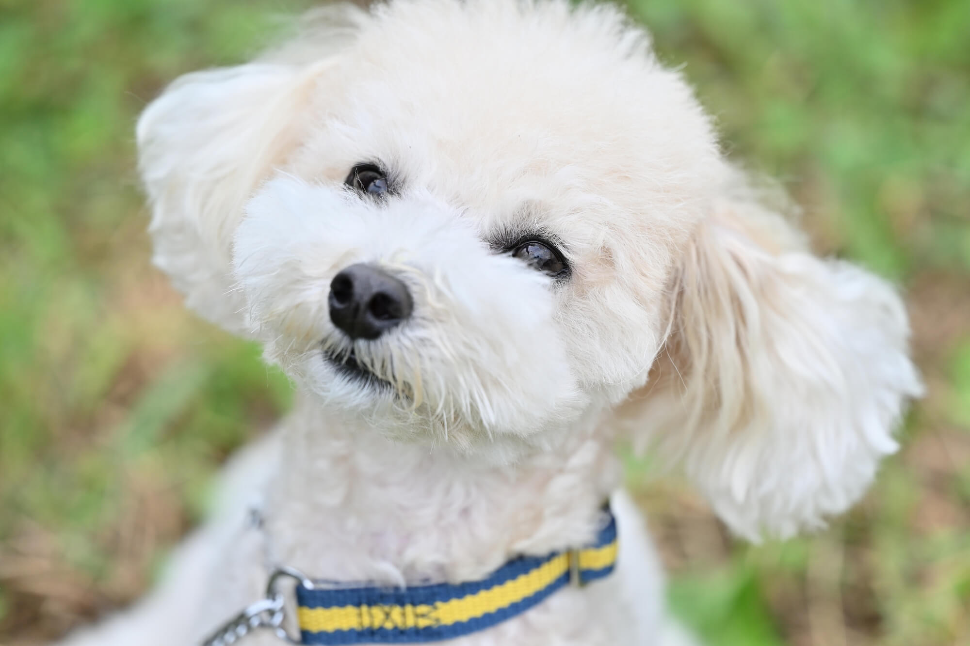 かわいい犬用首輪の選び方やおすすめアイテムのランキングをご紹介